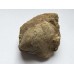 Rhynchostreon sublaevigatus Rhynchostreon sublaevigatus